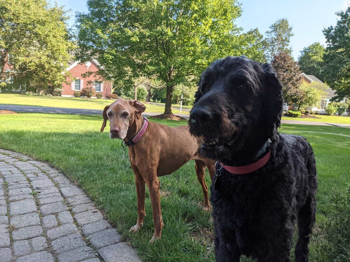 A black goldendoodle and a vizsla in the front yard